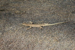 Platysaurus attenboroughi