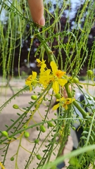 Parkinsonia aculeata