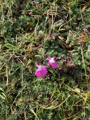 Pedicularis punctata