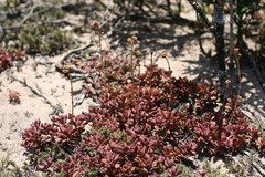 Crassula pubescens