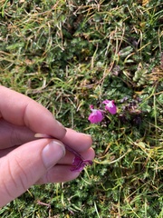 Pedicularis punctata