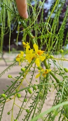 Parkinsonia aculeata