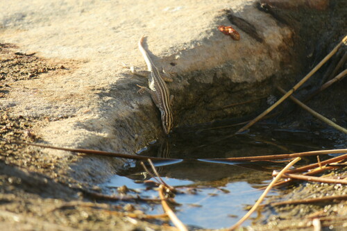 Attenborough’s Flat Lizard, Platysaurus attenboroughi