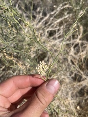 Funastrum hirtellum