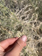 Funastrum hirtellum