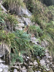 Hedysarum hedysaroides