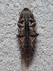 Dicerca obscura