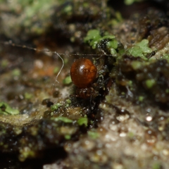 Lipothrix lubbocki