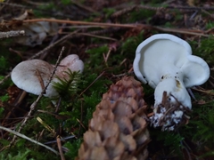 Albatrellus avellaneus