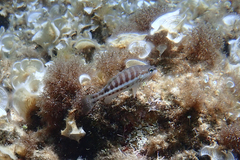 Serranus cabrilla