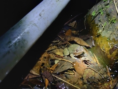 Limnonectes fujianensis