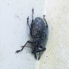 Lachnopus floridanus