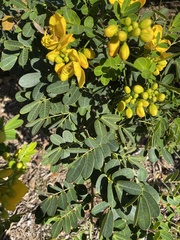 Senna pendula