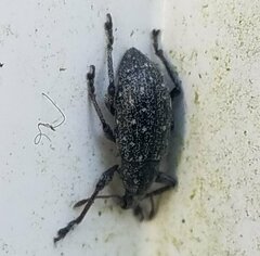 Lachnopus floridanus