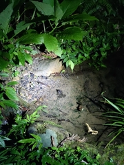 Limnonectes fujianensis