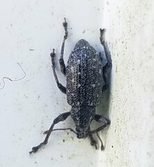 Lachnopus floridanus