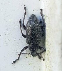 Lachnopus floridanus