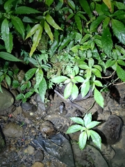 Limnonectes fujianensis