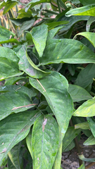 Syngonium podophyllum