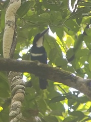 Todiramphus nigrocyaneus