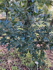 Tracheophyta