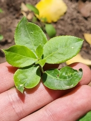 Maytenus boaria