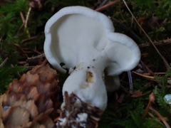 Albatrellus avellaneus