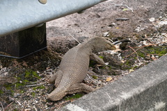 Varanus nebulosus