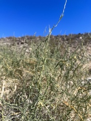 Funastrum hirtellum