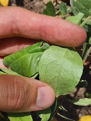 Maytenus boaria