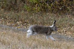 Lepus townsendii