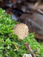 Lycoperdon nigrescens