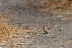 Spizelloides arborea