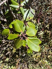Rhododendron fulgens