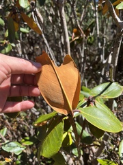 Rhododendron fulgens