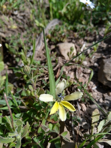 Babiana odorata
