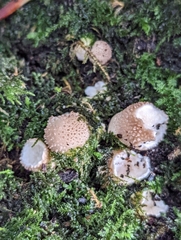 Lycoperdon nigrescens