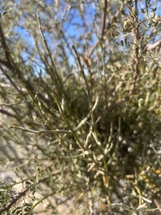 Phoradendron californicum