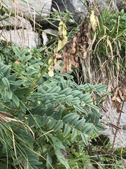 Hedysarum hedysaroides