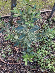 Tracheophyta