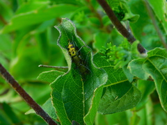 Ochraethes cinereolus