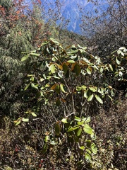 Rhododendron fulgens