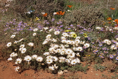 Dimorphotheca pinnata