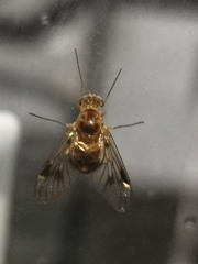 Chrysopilus