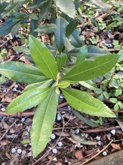 Tracheophyta