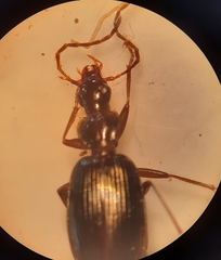Platyninae