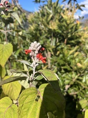 Colquhounia coccinea