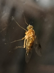 Chrysopilus