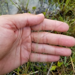 Eragrostis elliottii