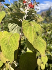 Colquhounia coccinea